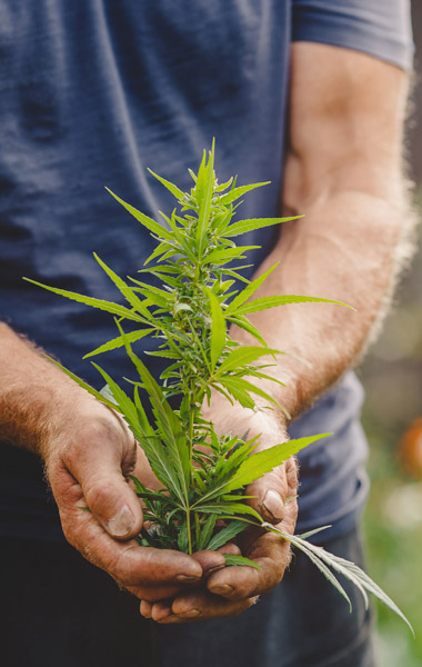 farmers hands with hemp